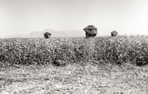 Black and white photo of Arizona cotton fields.