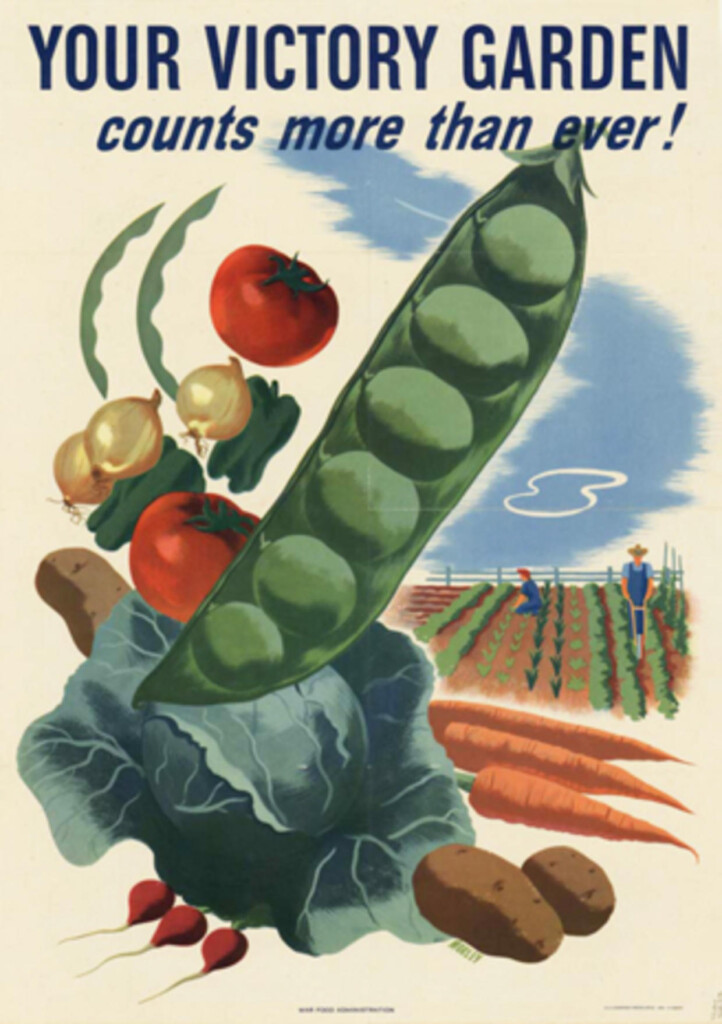 World War II Victory Garden poster drawn or painted, showing people tending a garden in the background and tasty looking vegetables in the foreground with the saying, "Your Victory Garden counts more than ever!"