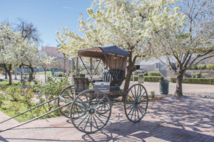 Carriage and flowering pear trees at historic Heritage Square