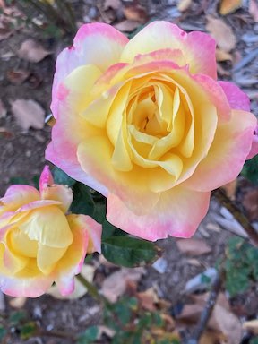 A picture of two Peace roses (light yellow centers, with cream and light pink outer petals) from the rose garden at Heritage Square.