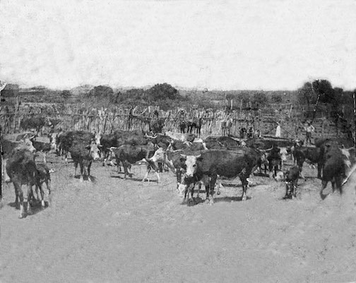 A black and white picture of cattle on a ranch in Arizona, circa 1900.