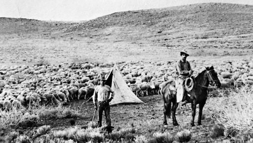 A black and white picture of two men with a herd of sheep, circa 1912. One man is on a horse and the other is standing in front of the herd. A makeshift canvas tent is also in the picture.