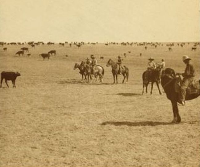 A photo from the Sierra Bonita ranch circa 1890, showing several cowboys on horseback, lassoing a calf.