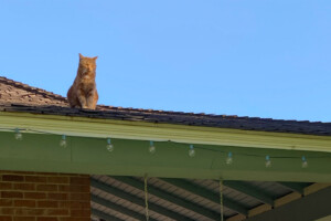 A picture of an orange cat, sitting in the sun on the roof of a historical building at Heritage Square.