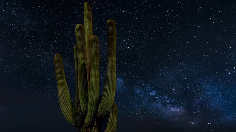 A saguaro cactus under a starry night sky.