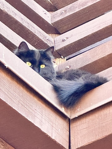 A picture of a long haired black cat with yellow eyes, partially hidden.