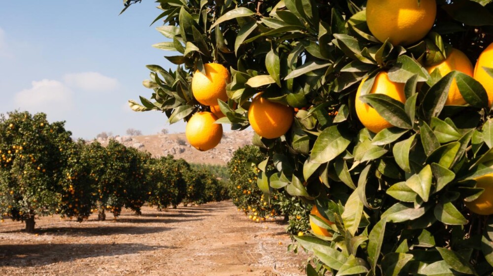 A photo of lines of orange trees in a grove, with plenty of ripe fruit.