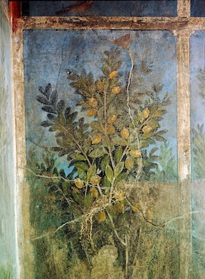 An ancient fresco of lemon tree, found in the ruins of Pompeii, Italy.